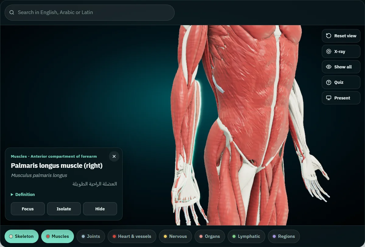 The atlas with palmaris longus selected on the right forearm. The card gives Palmaris longus muscle (right), Musculus palmaris longus and العضلة الراحية الطويلة, under Muscles · Anterior compartment of forearm