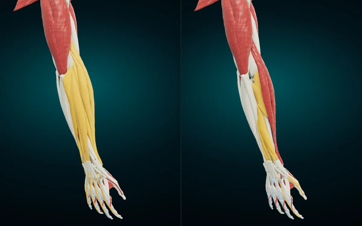 Two back views of the right forearm. Left: the superficial extensors in amber. Right: those peeled away to show the deep layer that runs to the thumb and index finger