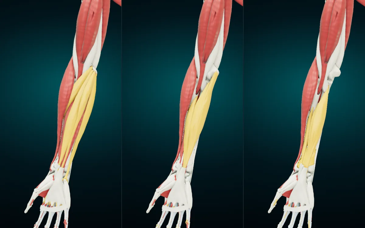 Three views of the front of the right forearm. Left: the four superficial flexors in amber. Middle: those hidden, showing flexor digitorum superficialis. Right: that hidden too, showing the deep layer