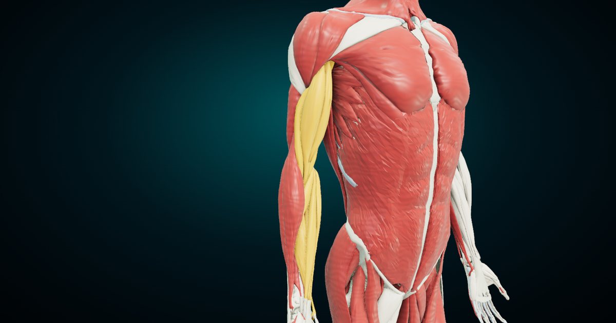 The right upper limb in 3D with the biceps and the forearm flexors highlighted in amber against the rest of the muscle system