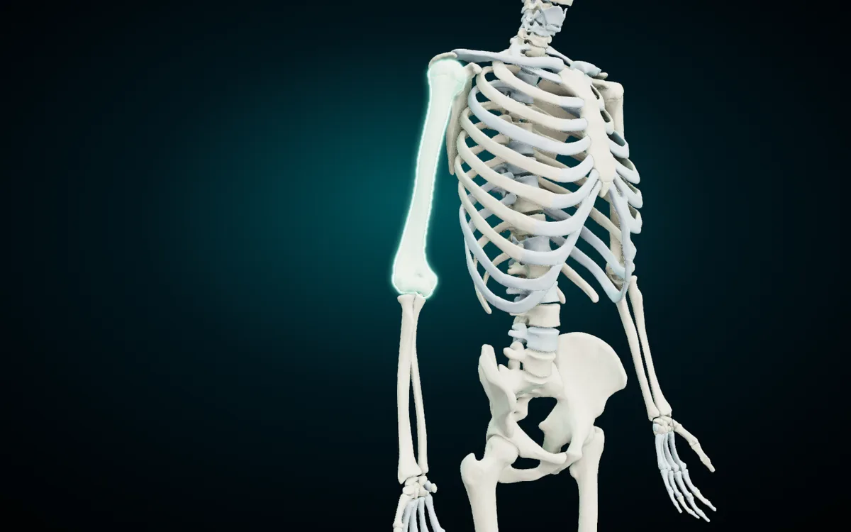 The right upper limb in the 3D atlas with the humerus highlighted; the radius and ulna run from the elbow down to the wrist