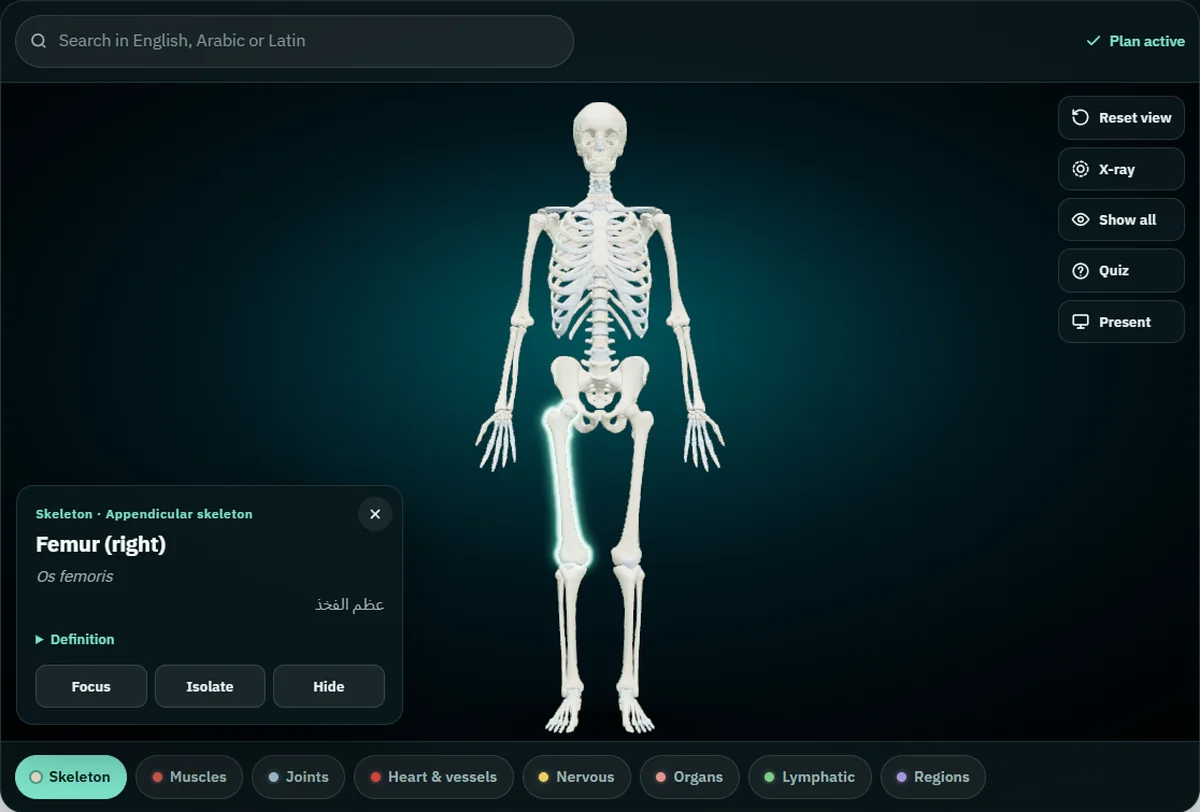 The femur selected outside Present mode: the name card shows Femur (right), Os femoris and عظم الفخذ, with the Focus, Isolate and Hide buttons