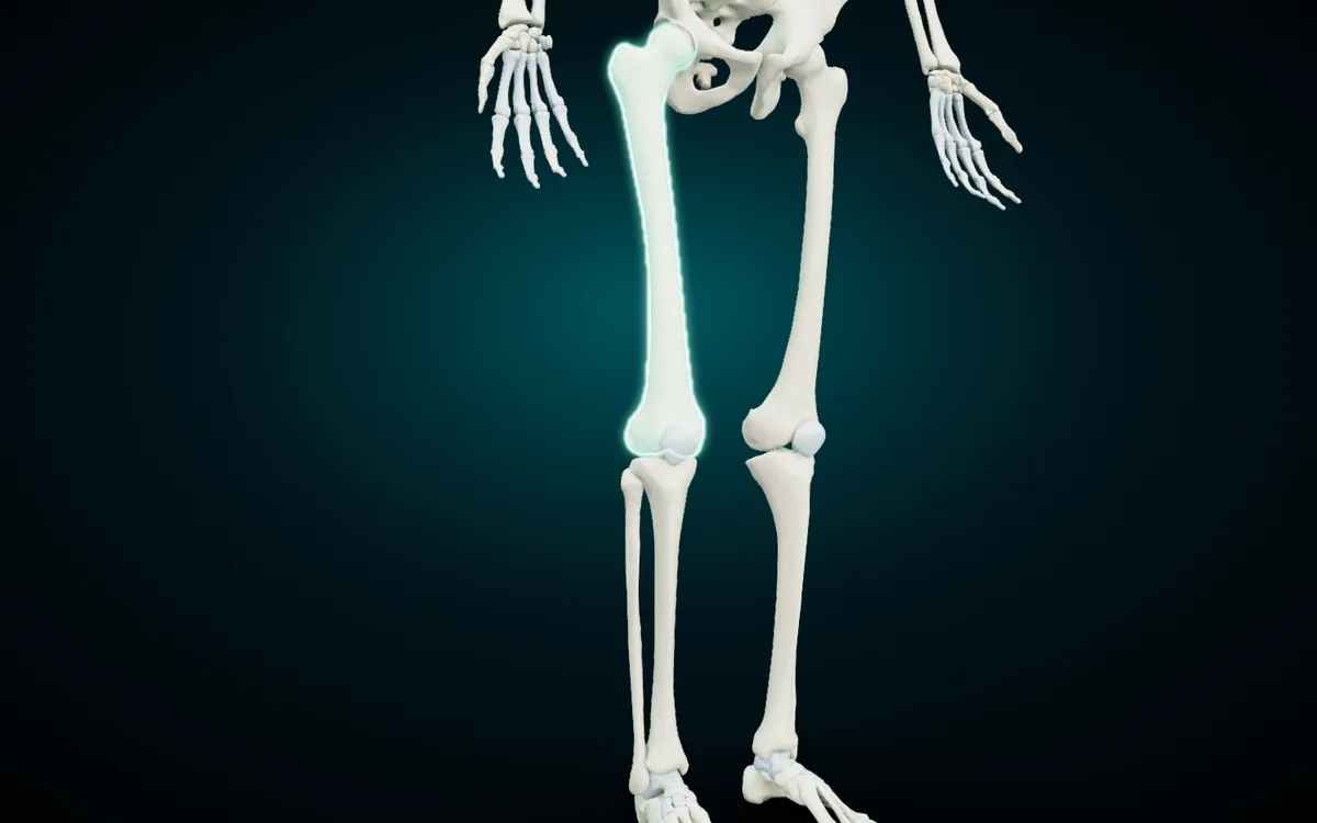 The pelvis and lower limbs in the 3D atlas with the right femur highlighted; the patella is the small disc in front of the knee