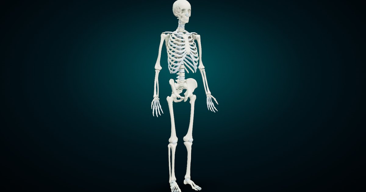 The full human skeleton in 3D, three-quarter view, rendered from the NasrTech 3D Anatomy Atlas