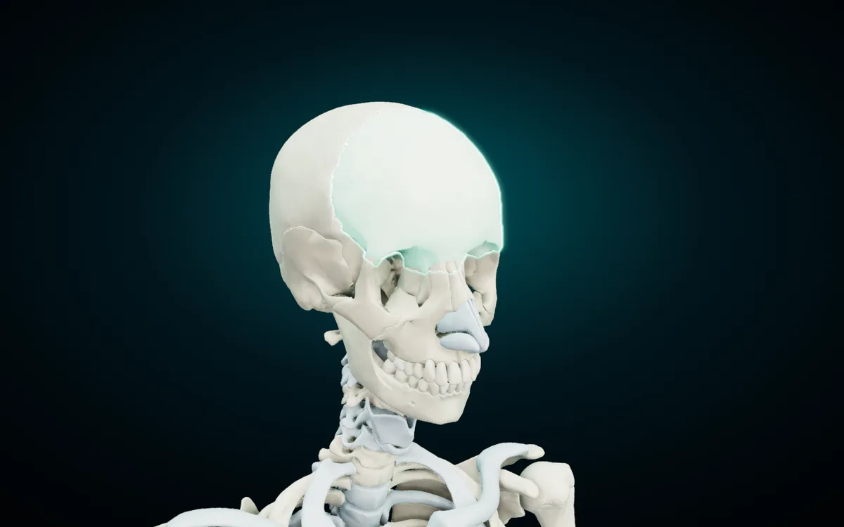 The skull in the 3D atlas, turned three-quarters, with the frontal bone highlighted in mint