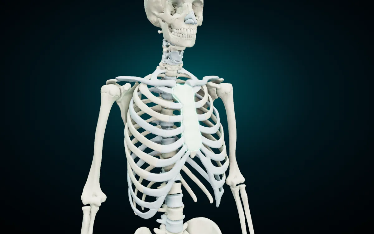 The thorax in the 3D atlas: the sternum highlighted at the front, the ribs curving back to the thoracic vertebrae