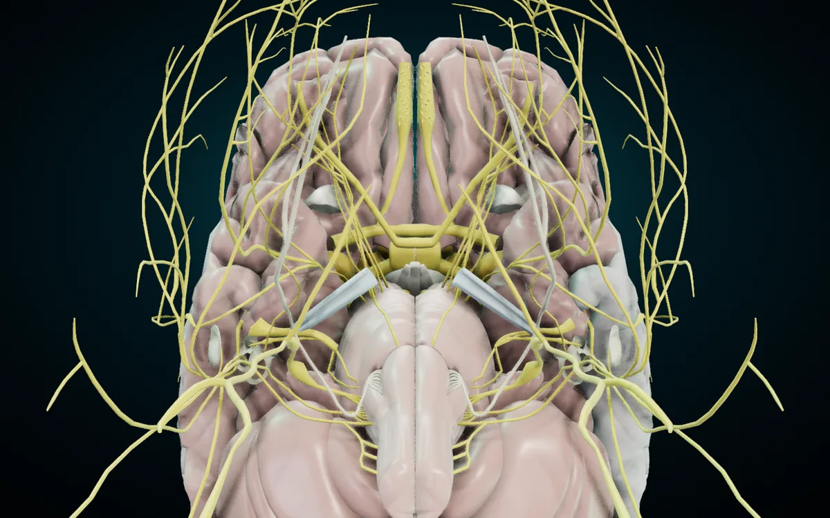The underside of the brain in the 3D atlas: the olfactory nerves along the frontal lobes, the optic nerves meeting at the optic chiasm, and the other cranial nerves leaving the brainstem in yellow