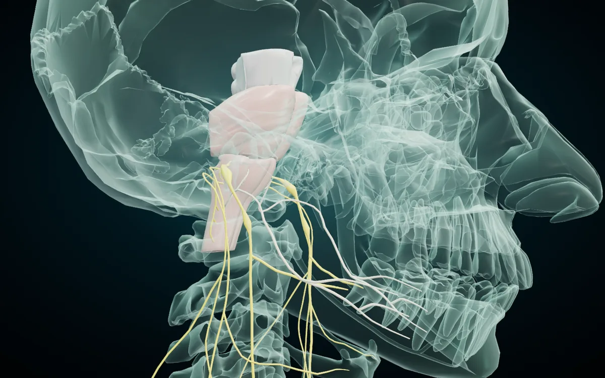 The glossopharyngeal, vagus, accessory and hypoglossal nerves in the 3D atlas, right side view with the skull in X-ray: the four nerves leave the brainstem and run down into the neck, the hypoglossal curving forward under the jaw to the tongue