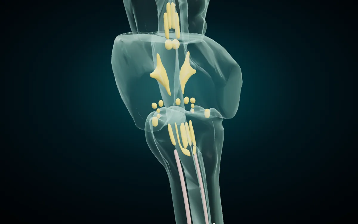 Cranial nerve nuclei inside the brainstem in the 3D atlas, seen from behind: the midbrain, pons and medulla turned to glass, with the nuclei of the cranial nerves solid in yellow from top to bottom