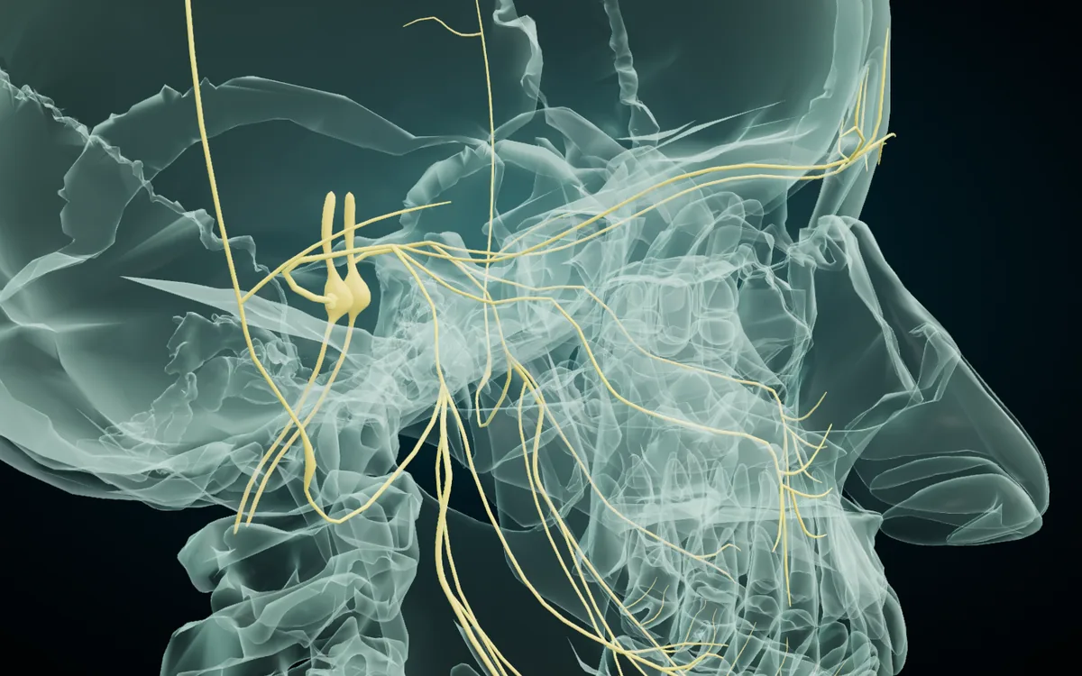 The right trigeminal nerve isolated in the 3D atlas with the skull in X-ray: the nerve divides into the ophthalmic branch toward the forehead, the maxillary branch to the cheek and upper jaw, and the mandibular branches to the lower jaw and tongue