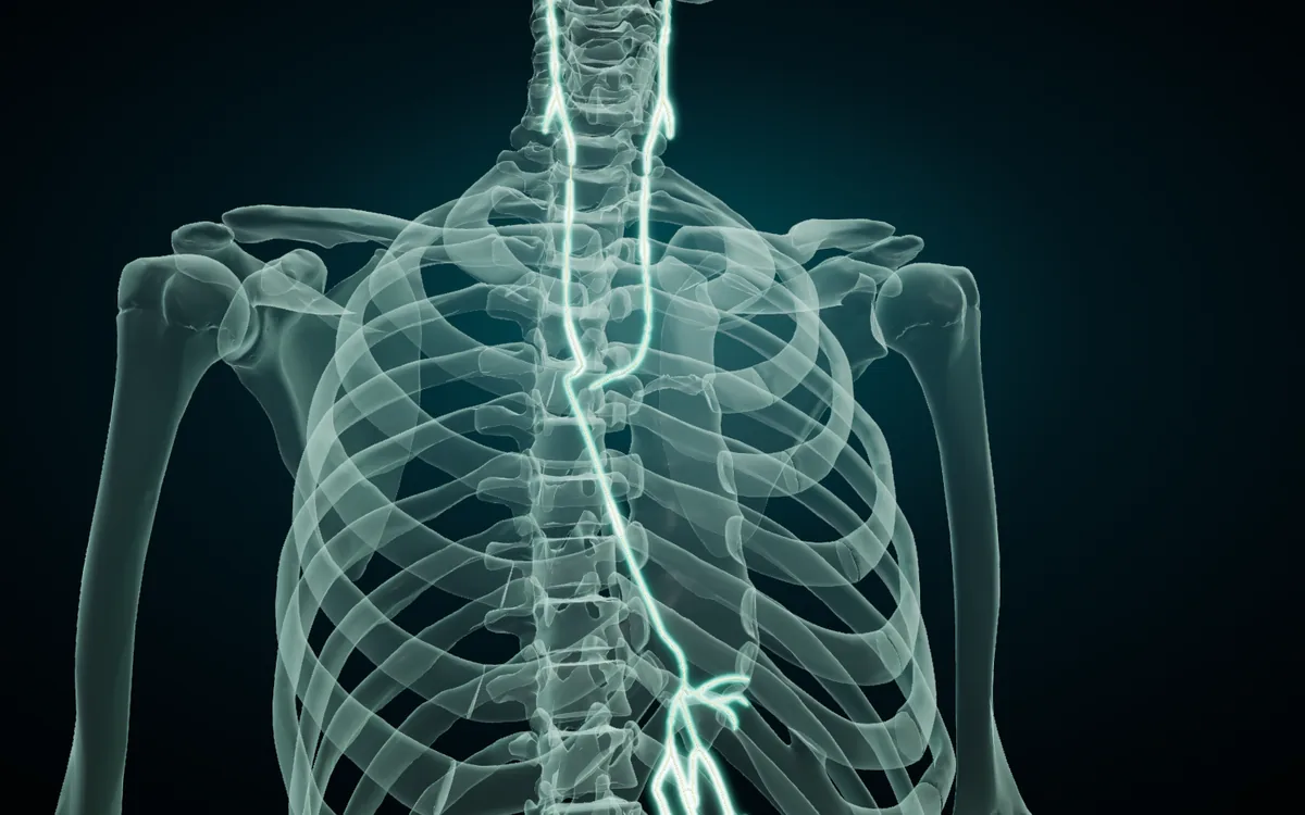 The vagus nerves isolated in the 3D atlas with the skeleton in X-ray: they run from the brainstem down the neck and through the chest toward the abdomen
