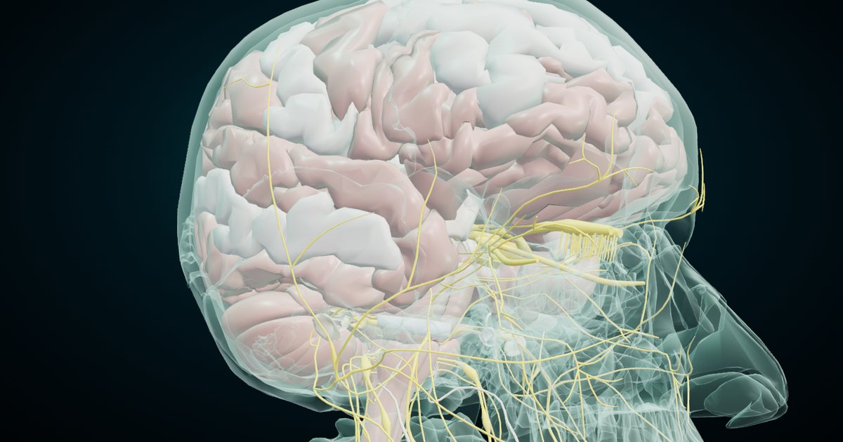 The brain and the cranial nerves in 3D inside an X-ray skull, right side view, rendered from the NasrTech 3D Anatomy Atlas