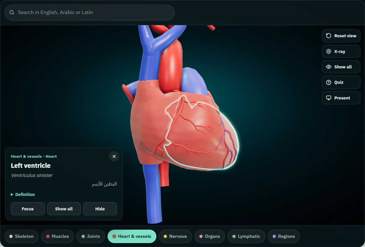 The left ventricle selected in the atlas: the card shows its English, Latin and Arabic names and the group Heart & vessels · Heart