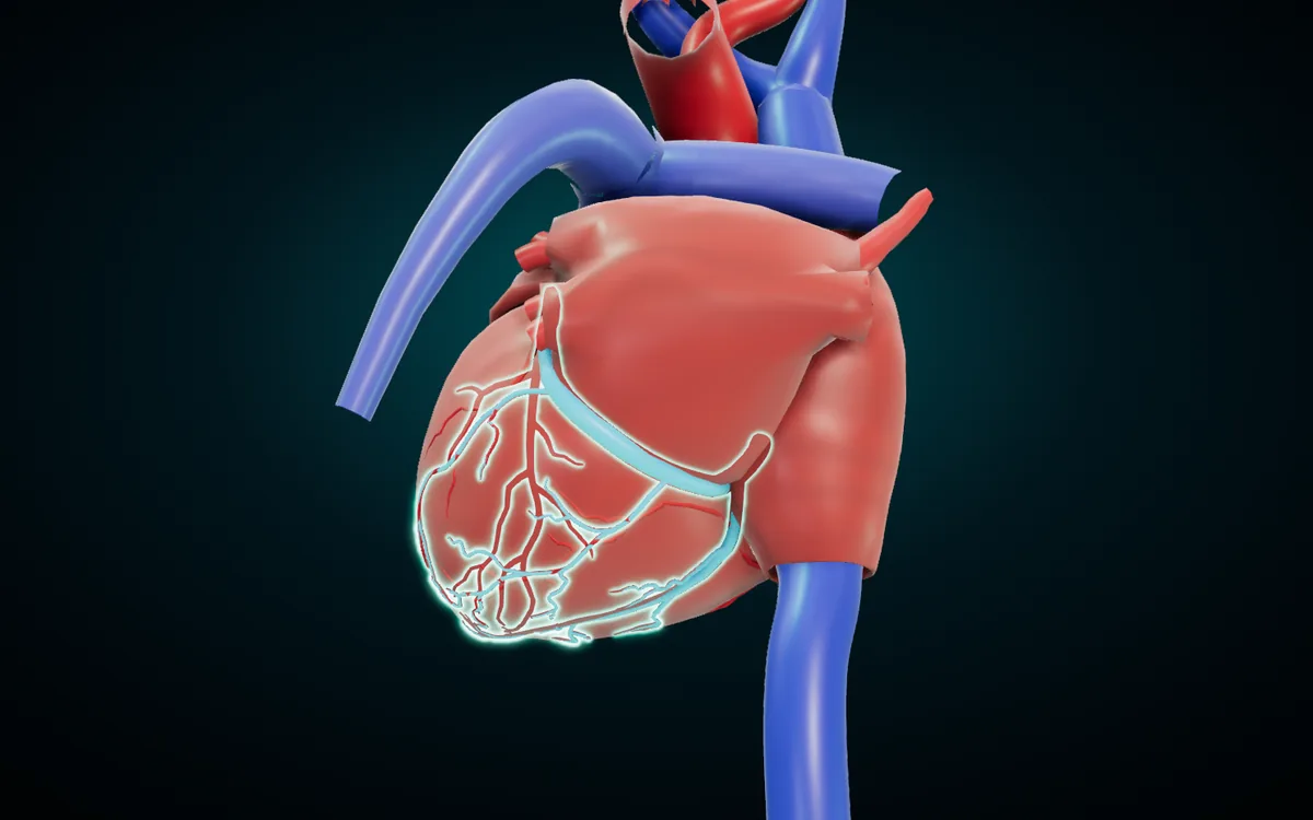 The back of the heart from below, with the coronary sinus and cardiac veins highlighted in the groove between the atria and the ventricles