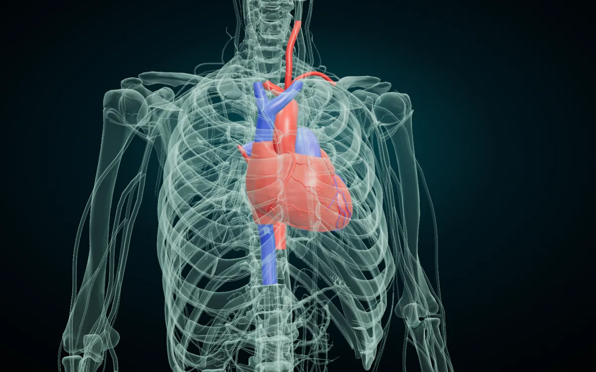 The heart and great vessels in X-ray view: the heart sits behind the sternum, between the ribs, with its apex pointing to the left