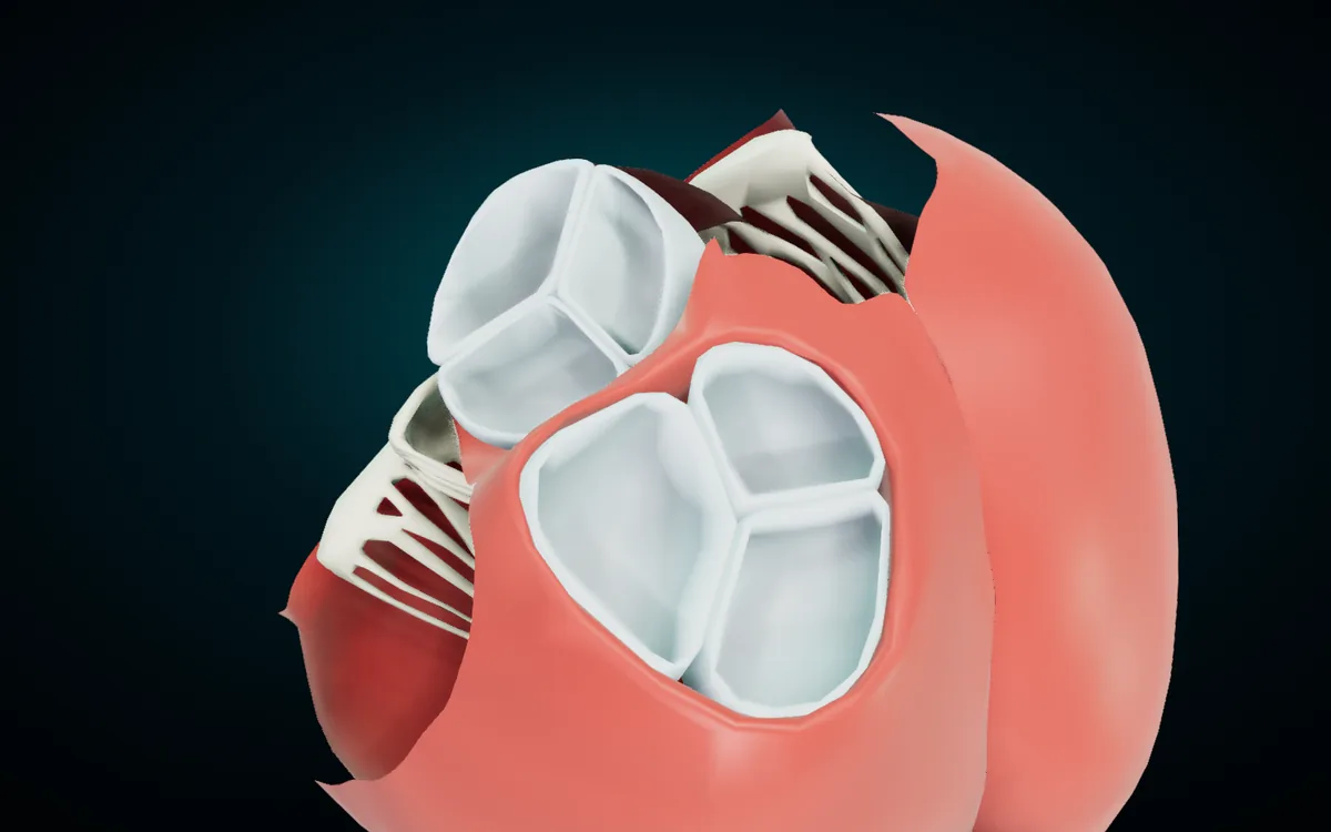 The base of the heart from above with the atria and great vessels hidden: the aortic and pulmonary valves each show three leaflets, with the tricuspid and mitral leaflets and their cords on either side