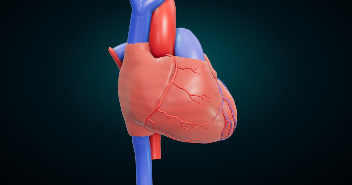 The human heart and its great vessels in 3D, front three-quarter view, with the coronary arteries running over the surface