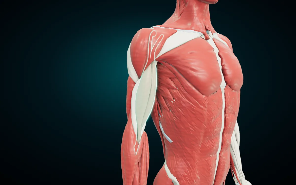 Biceps brachii highlighted on the front of the right arm, with the deltoid capping the shoulder above it and the pectoralis major beside it