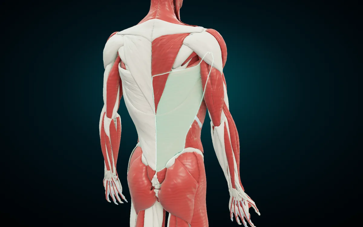 Back view with the latissimus dorsi highlighted, the broad sheet of muscle that runs from the lower back up to the arm