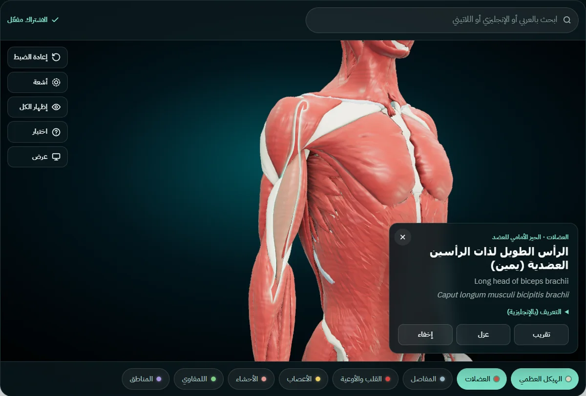 الرأس الطويل للعضلة ذات الرأسين العضدية اليمنى محدد في الأطلس، والبطاقة تعرض اسمه بالعربية والإنجليزية واللاتينية ومجموعته: الحيز الأمامي للعضد
