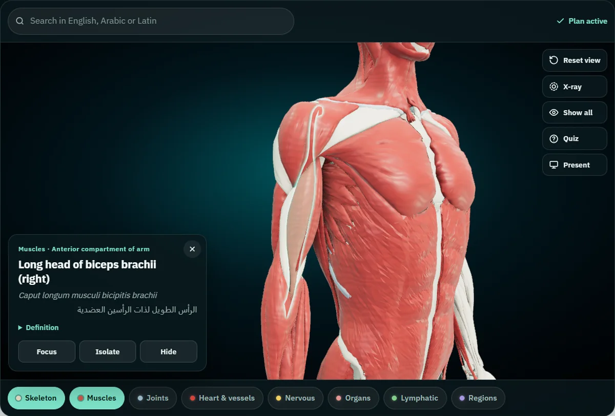 The long head of the right biceps brachii selected in the atlas: the card gives its English, Latin and Arabic names and its group, Anterior compartment of arm