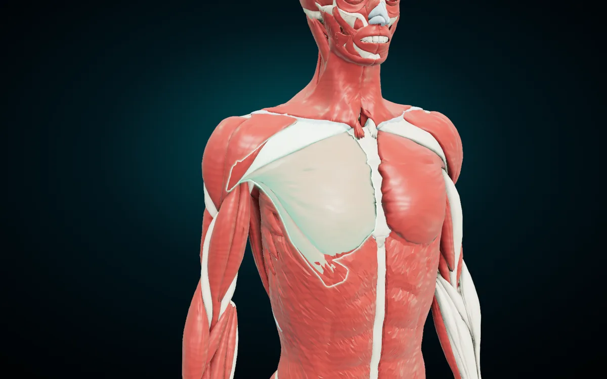Pectoralis major highlighted on the right side of the chest, fanning from the clavicle and sternum toward the arm