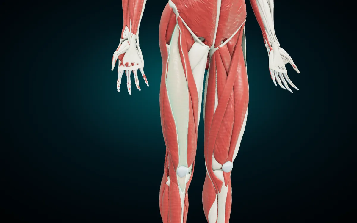 Rectus femoris highlighted down the front of the right thigh, from the hip to the kneecap