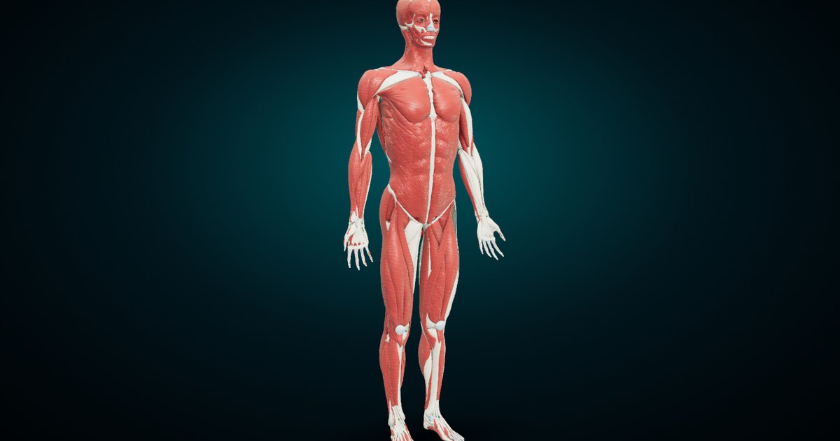 The muscle system of the human body in 3D, front three-quarter view