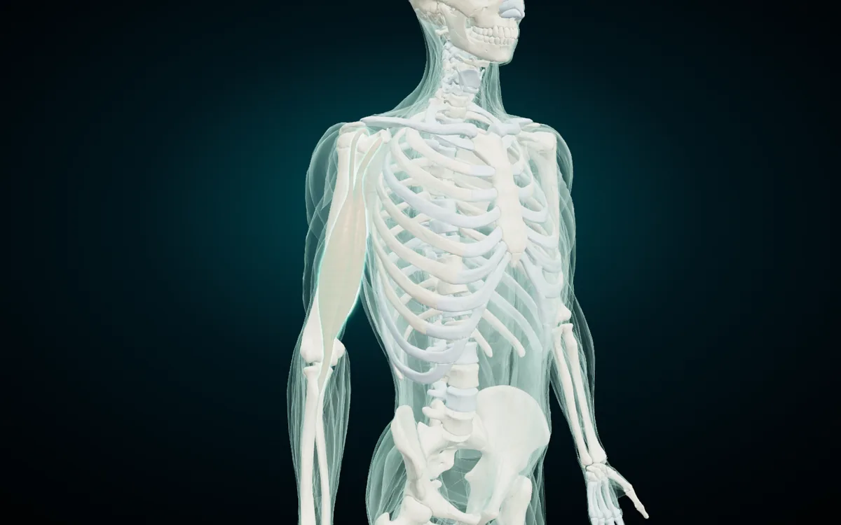 X-ray mode with the muscles and the skeleton on screen: the muscles become glass, the bones show through, and the biceps brachii stays lit on the arm