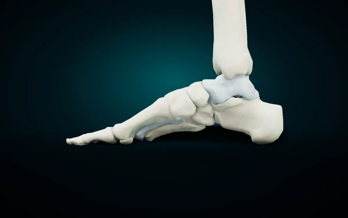 The right foot in the 3D atlas from the inner side, with the tibia above the ankle: the bones rise from the heel to the talus and fall again to the ball of the big toe, leaving a curved space underneath