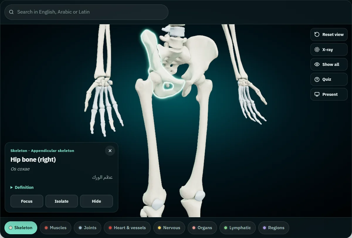 The free 3D atlas with the right hip bone selected: the card reads Hip bone (right), Os coxae and عظم الورك under the label Skeleton, Appendicular skeleton, with Focus, Isolate and Hide buttons