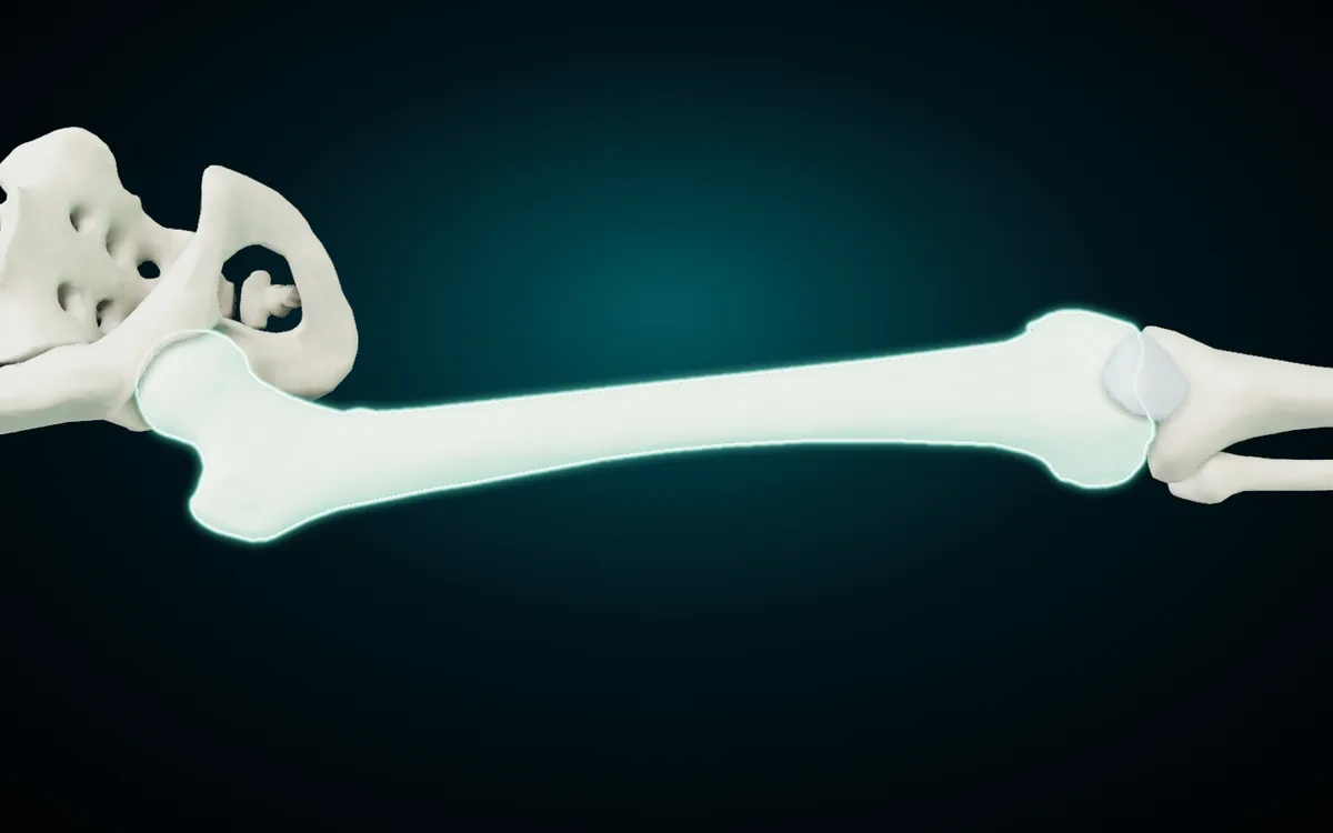 The right femur highlighted in the 3D atlas, turned on its side with the hip on the left and the knee on the right: the head sits in the acetabulum, the shaft runs to the wide lower end above the tibia, and the patella lies in front of the knee