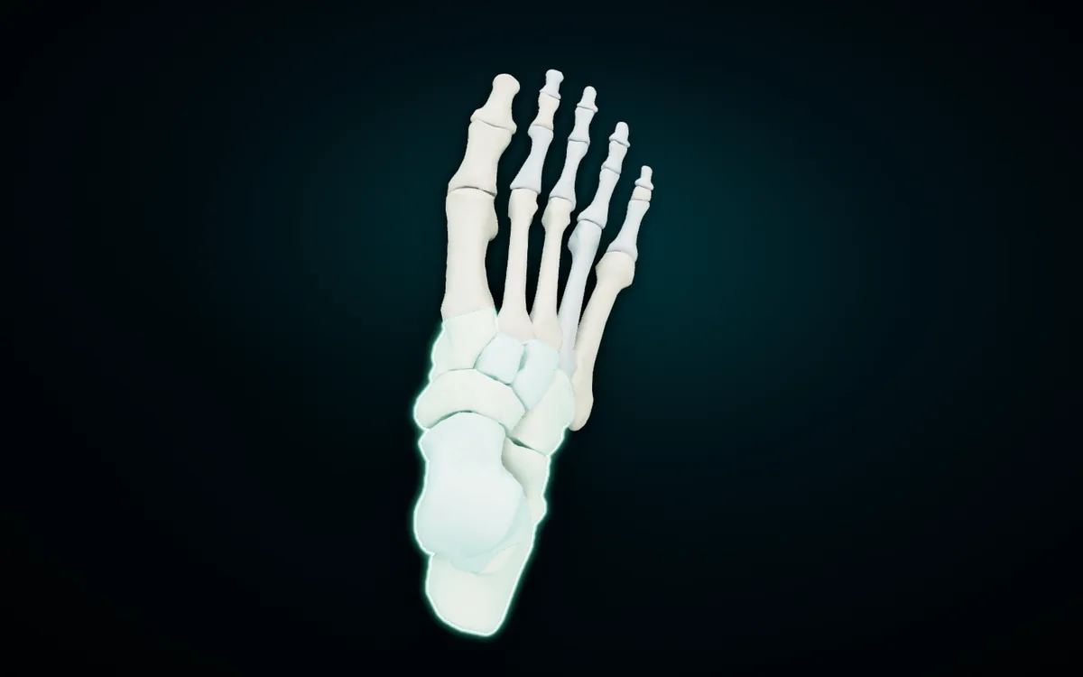 The right foot in the 3D atlas seen from above, toes at the top: the seven tarsal bones highlighted at the back of the foot, then five metatarsals and the toe phalanges
