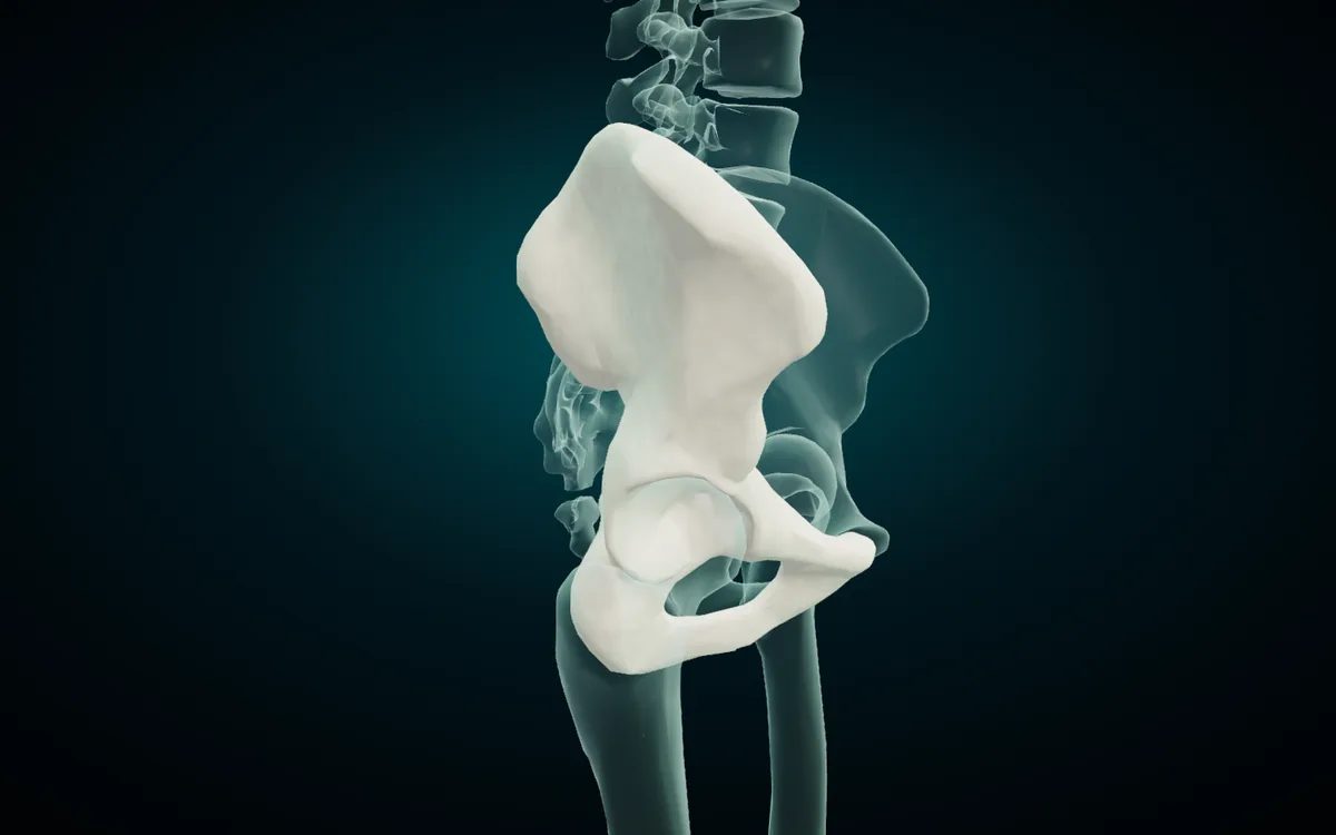 The right hip bone isolated in the 3D atlas with X-ray on, seen from the right side: the broad wing of the ilium above, the cup of the acetabulum holding the glass head of the femur, and the ring of the obturator foramen below