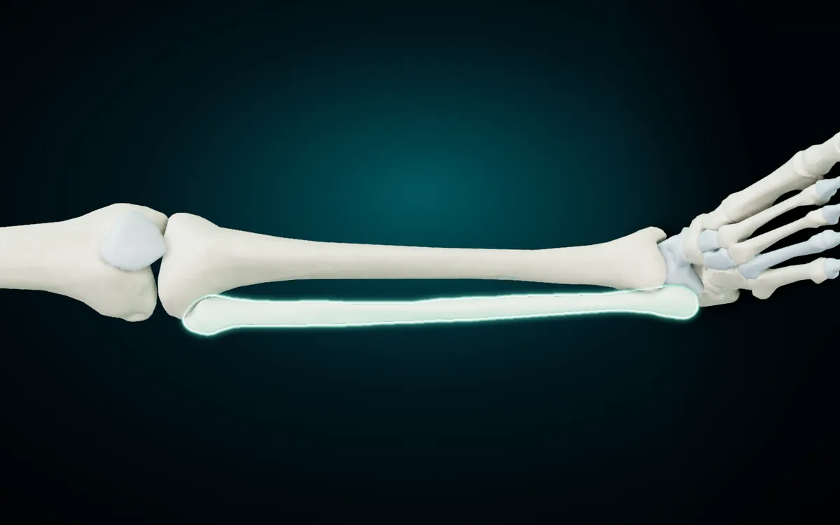 The right tibia and fibula in the 3D atlas, turned on their side with the knee on the left and the ankle on the right: the thick tibia above and the slim fibula highlighted along the outer side below it