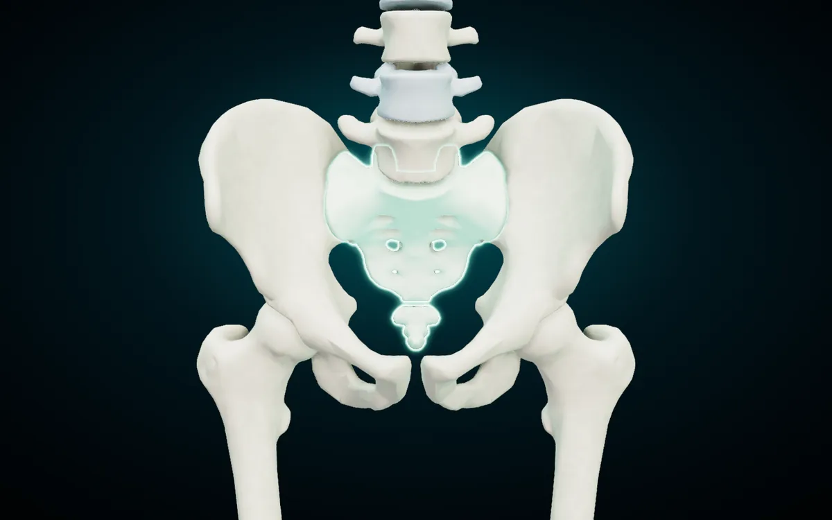 The bony pelvis in the 3D atlas from the front: the two hip bones forming the sides and front of the ring, the sacrum and coccyx highlighted at the back, the last lumbar vertebrae above and the heads of the femurs in their sockets