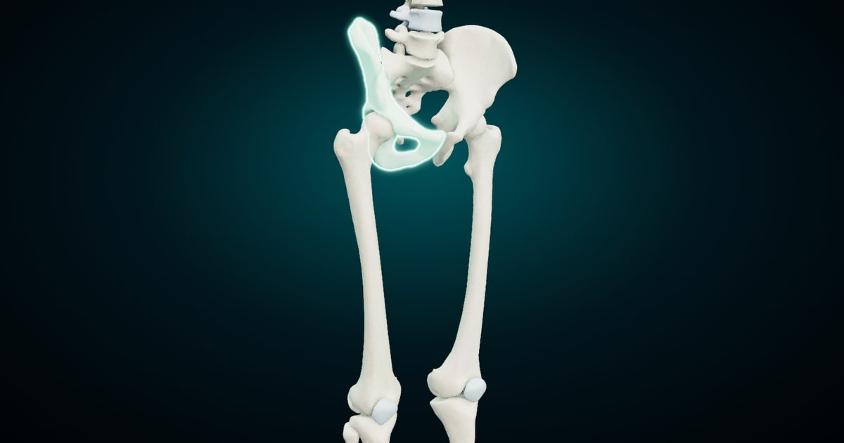 The pelvis and both thighs in 3D, three-quarter view from the right, with the right hip bone highlighted, rendered from the NasrTech 3D Anatomy Atlas