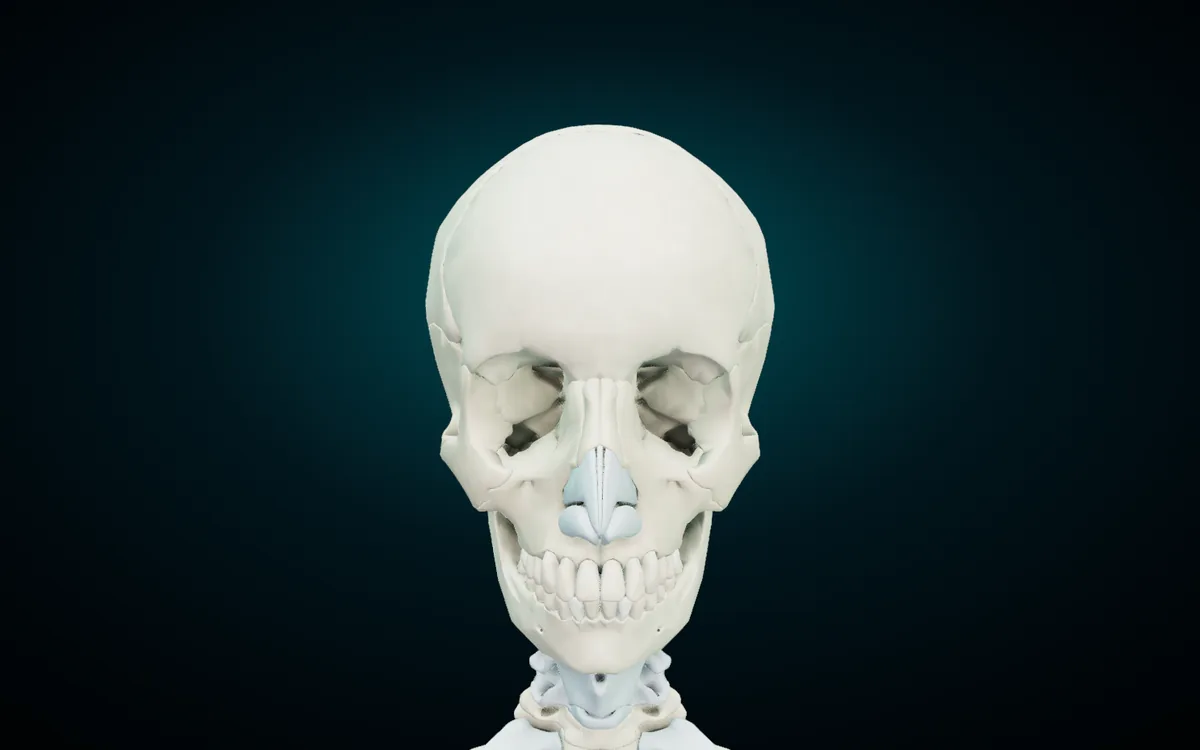 The skull in the 3D atlas seen from the front: frontal bone above the orbits, nasal bones at the bridge of the nose, maxillae and mandible carrying the teeth