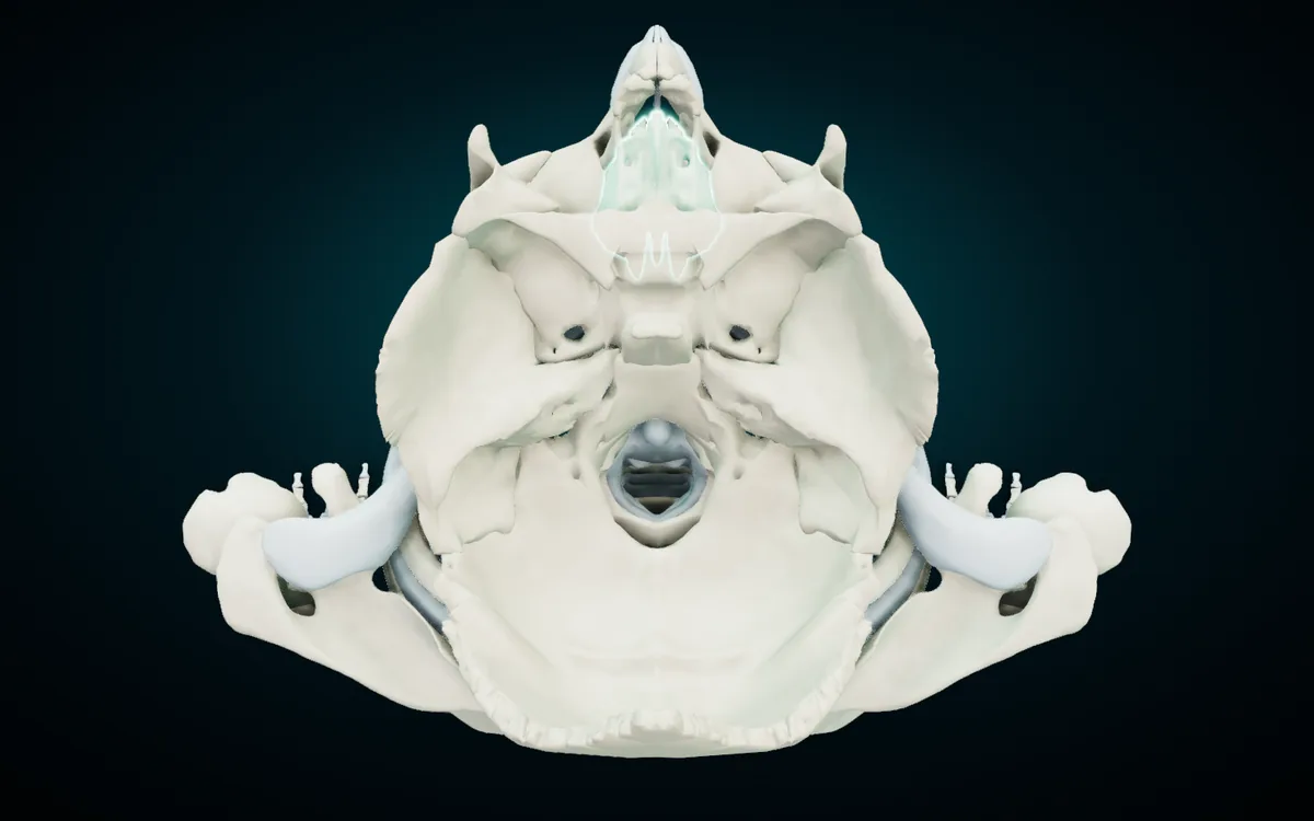 The skull in 3D with the frontal bone and both parietal bones hidden, seen from above: the ethmoid highlighted at the front, the sphenoid across the middle, the temporal bones at the sides and the occipital bone around the foramen magnum