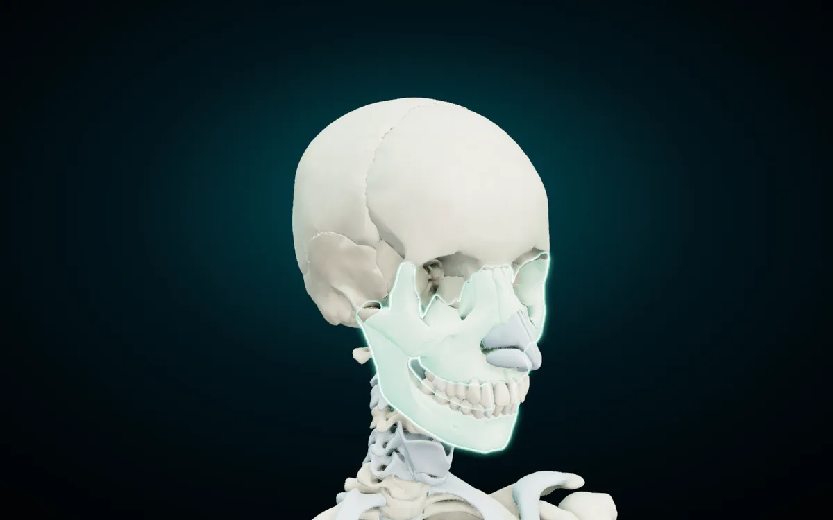The facial bones highlighted in mint on the 3D skull, three-quarter view: maxillae, zygomatic, nasal and lacrimal bones and the mandible, with the cranial bones above them left plain