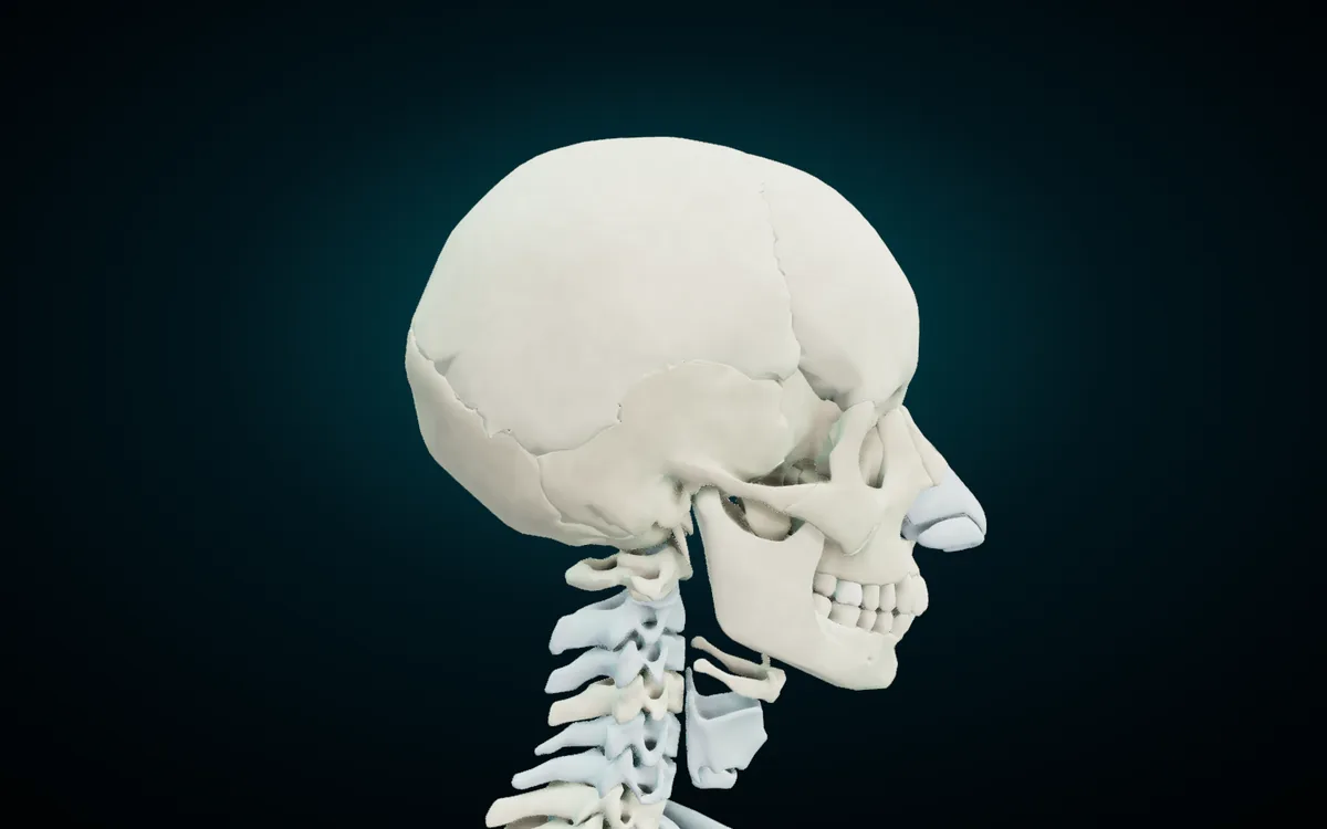 Right side of the skull in the 3D atlas: the coronal suture runs down behind the forehead, the squamous suture arches over the temporal bone, and the lambdoid suture crosses the back of the head