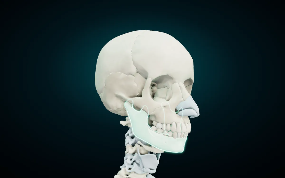The mandible highlighted on the 3D skull from the front-right and slightly below, its body carrying the lower teeth and its ramus rising to the jaw joint in front of the ear
