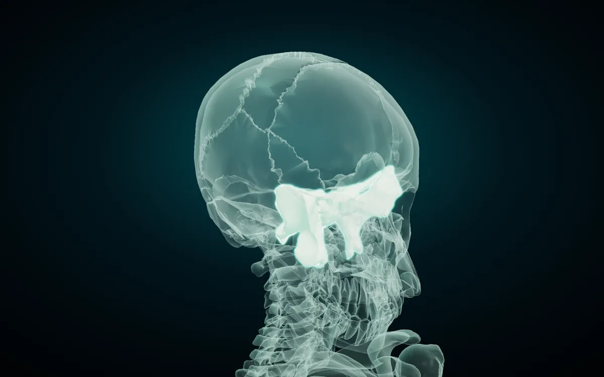 The sphenoid bone isolated in the 3D atlas with X-ray on: the sphenoid solid and highlighted, the rest of the skull turned to glass so its wings and pterygoid processes show in place
