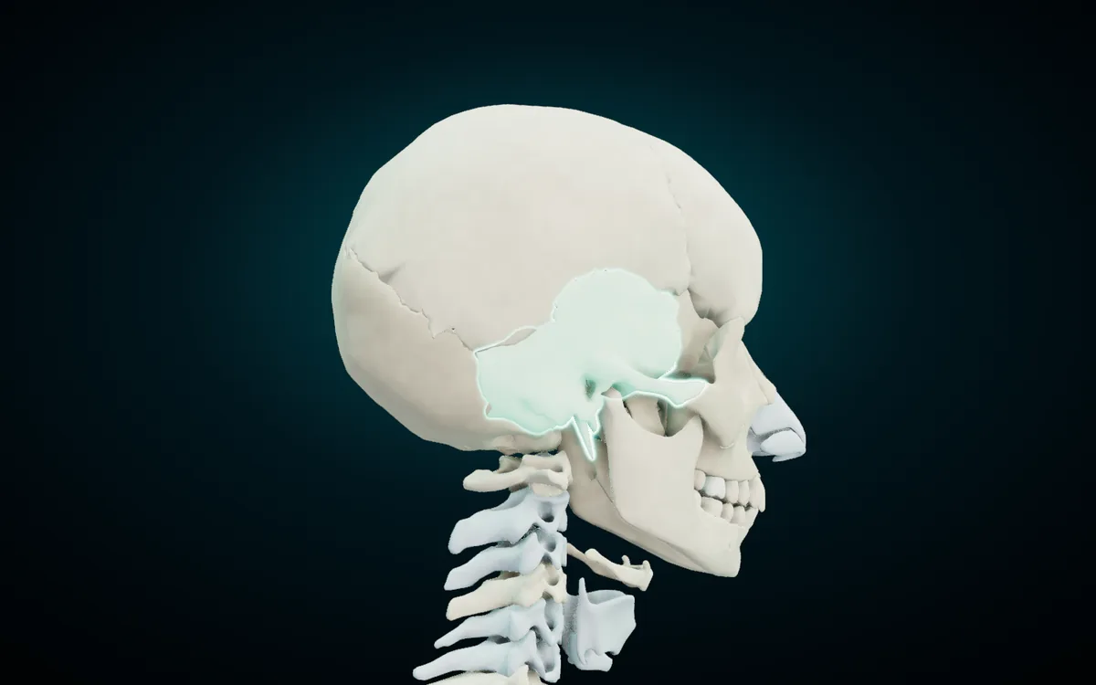The right temporal bone highlighted on the 3D skull, side view: the flat squamous part above the ear, the zygomatic process running forward, and the styloid process pointing down behind the jaw