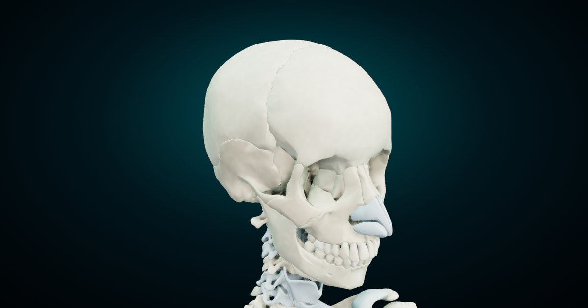 The human skull in 3D, three-quarter view from the right, rendered from the NasrTech 3D Anatomy Atlas