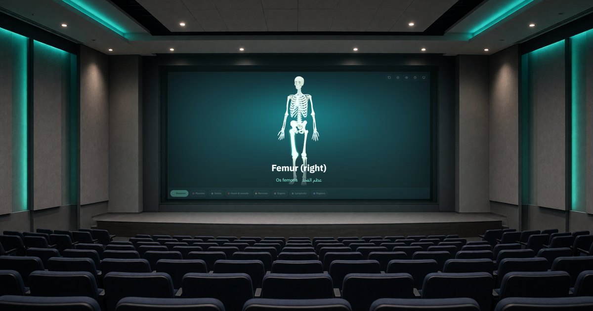 Illustration of a lecture hall whose projector shows the 3D anatomy atlas in Present mode, with the right femur named in English, Latin and Arabic