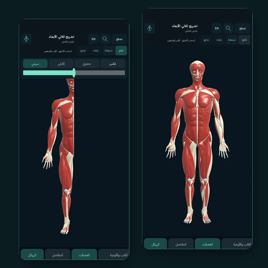 تطبيق Anatomy 3D على أندرويد: على اليمين جهاز العضلات كاملًا، وعلى اليسار مستوى قطع سهمي يشق الجسم