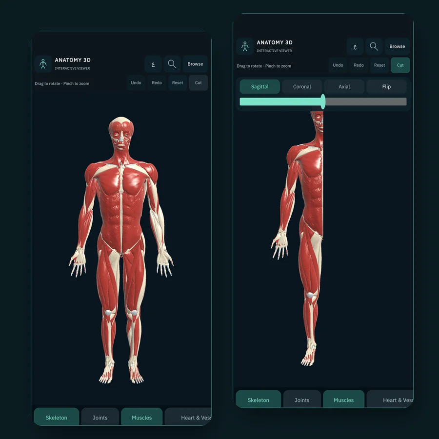 The Anatomy 3D app on Android: the muscle system on the left, and a sagittal cut plane slicing through the body on the right
