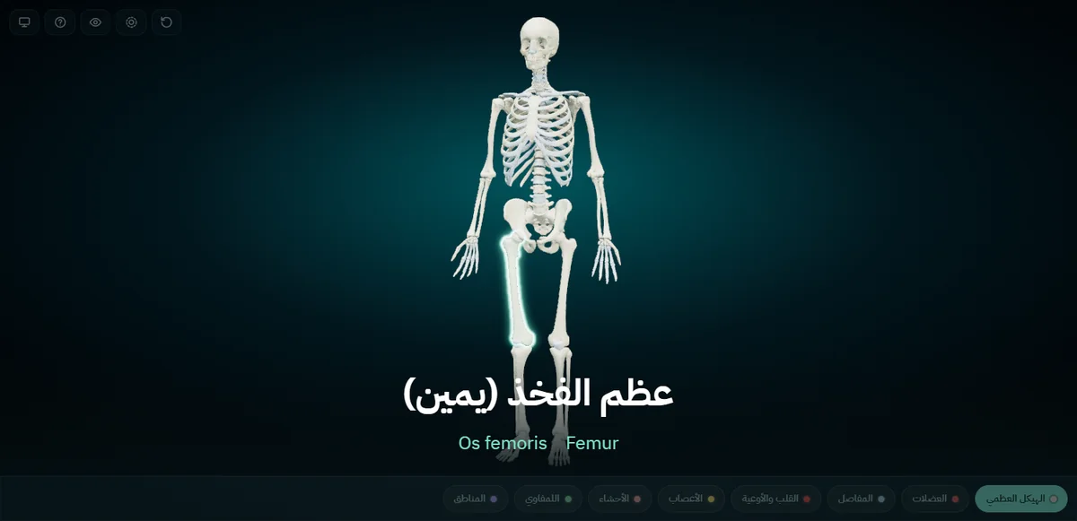 وضع العرض كما تراه القاعة: عظم الفخذ الأيمن مضاء على الهيكل، وفي أسفل الشاشة «عظم الفخذ (يمين)» بخط كبير، وتحته Os femoris و Femur