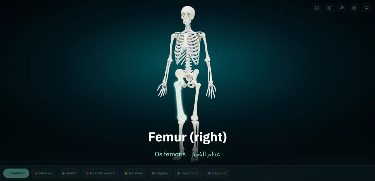 Present mode as the room sees it: the right femur glows on the skeleton, and the bottom of the screen reads Femur (right), with Os femoris and عظم الفخذ underneath